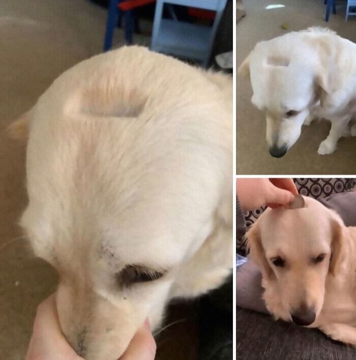 Shaving Accident...He Is Not Fond Of Her New Look