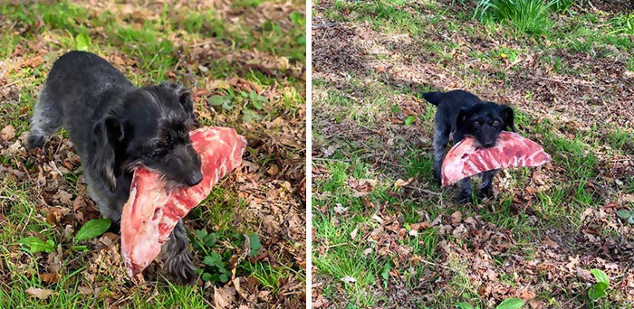 The Dog Escaped And Stole A Rack Of Ribs From The Neighbors