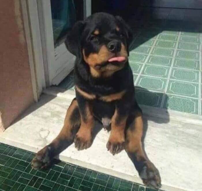 Suns Out, Tongues Out