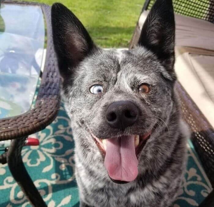 There Is Something Special About This Duo-Colored Puppy