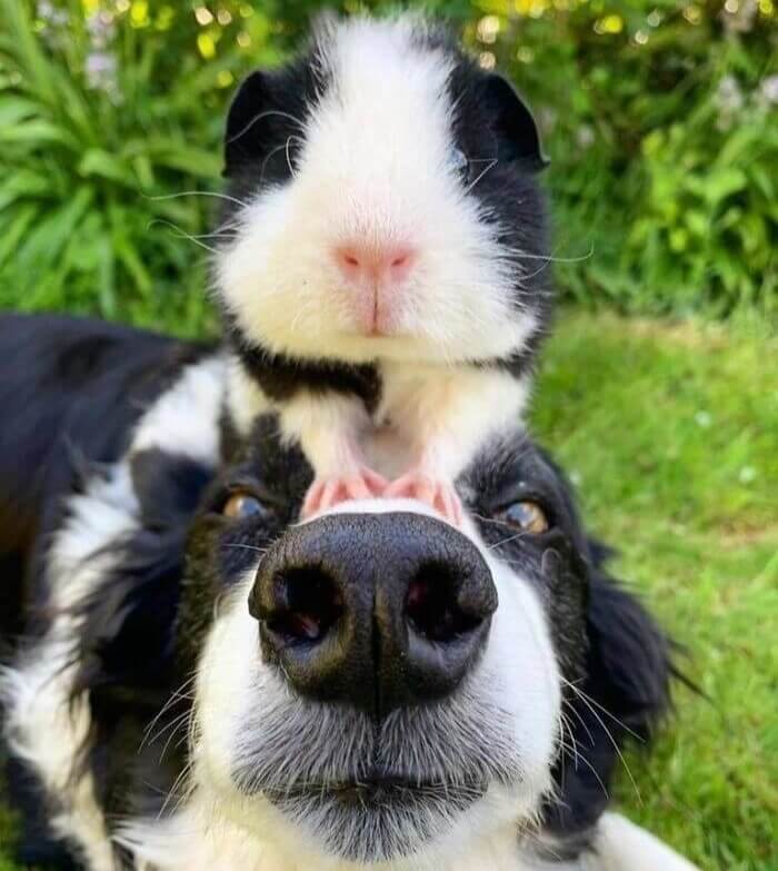 "This Is My Friend Guinny!"