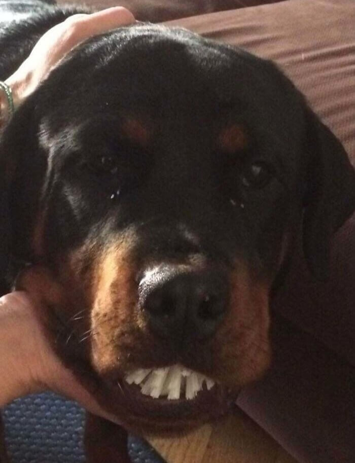 Dish Brush Or Bad Set Of Dentures?