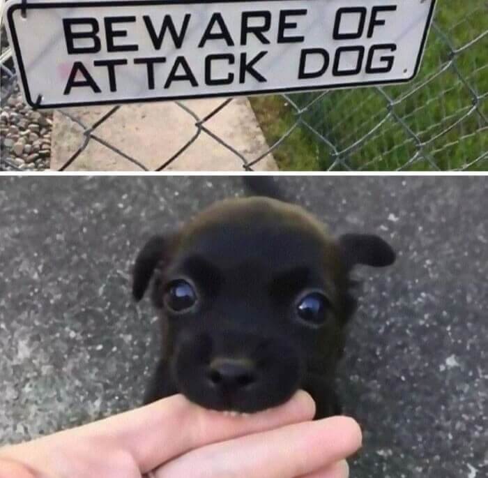 Ferocious Dog At Work