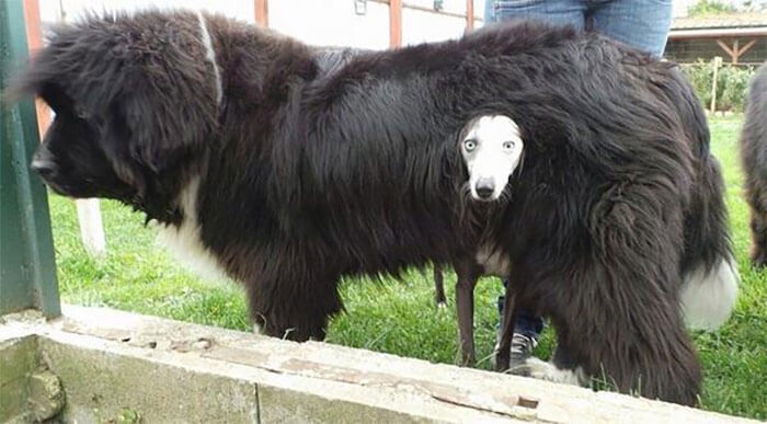 "Nothing To See Here, Just Using My Brother As A Scarf"