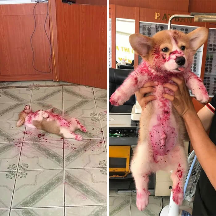 Taking A Nap After Devouring Strawberry Jam