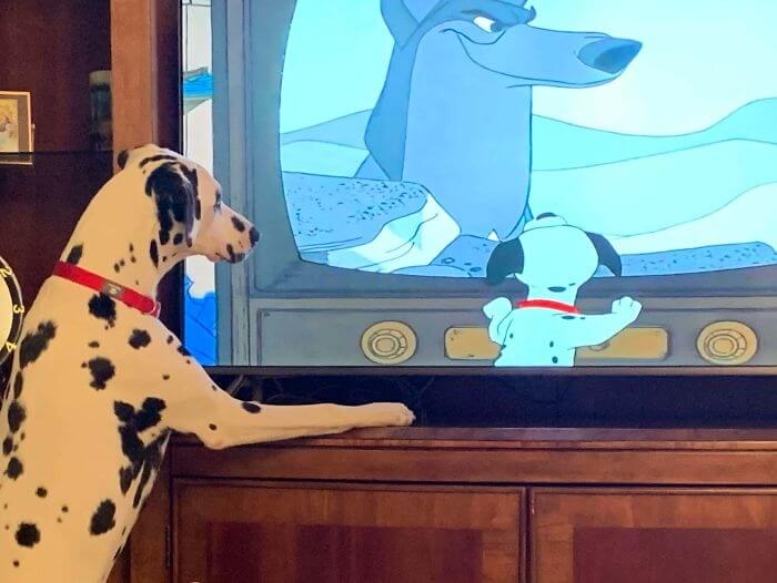 "Hey! Where Did You Get This Home Movie From My Puppy Days?"