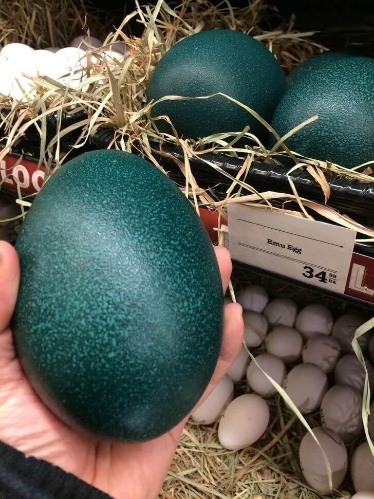 Фото яйцо страусиное яйцо
