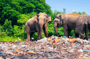 Estas fascinantes fotografías muestran los cambios que tuvo nuestro mundo en los últimos años