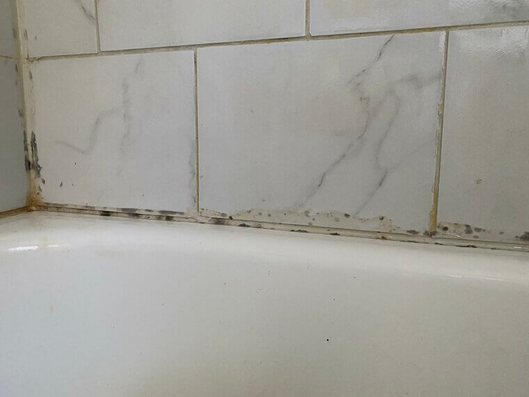 Mold and Mildew Remover