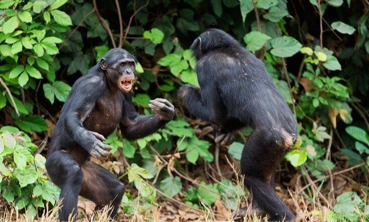 Pet Chimps Have Mutilated Owners' Faces, Hands, and Private Areas