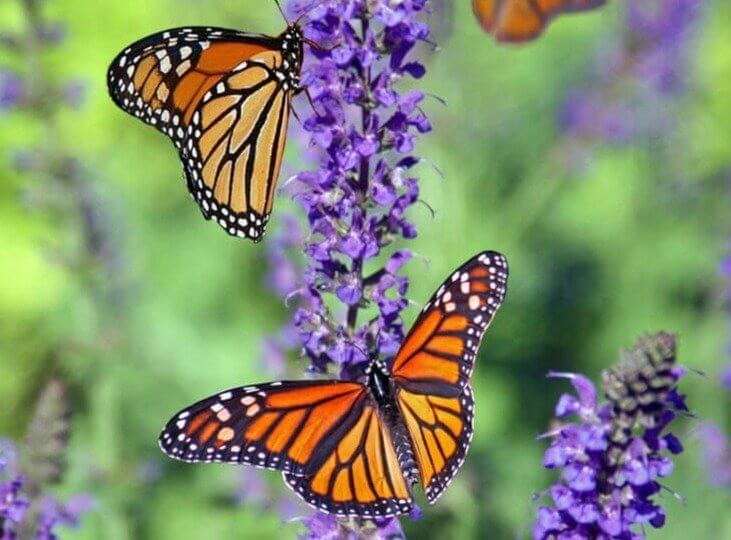 Butterflies Like to Drink Blood