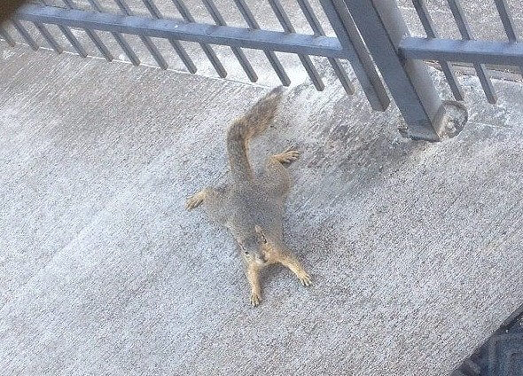 Why You Shouldn't Get Near That Friendly Neighborhood Squirrel