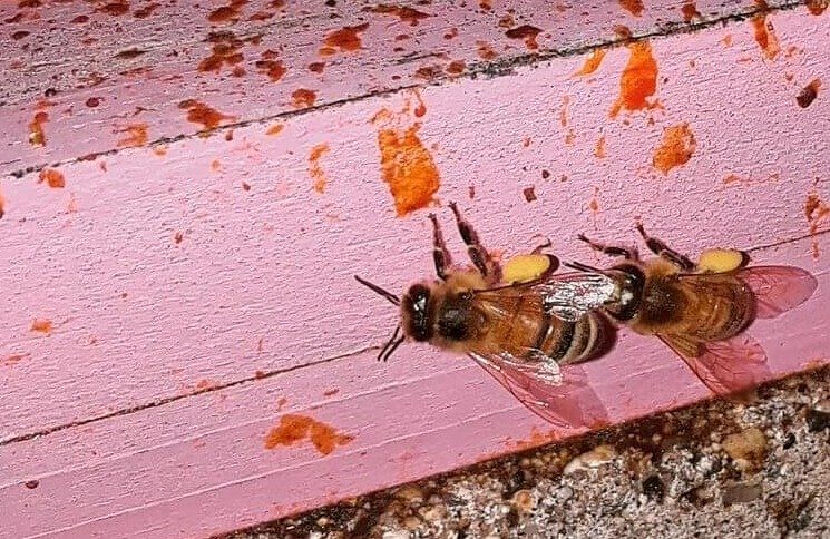 Honey Bees' Genitals Explode After Mating