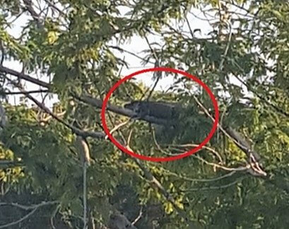 Alligators and Crocodiles Can Climb Trees