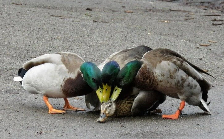 Ducks Can Become Cannibalistic