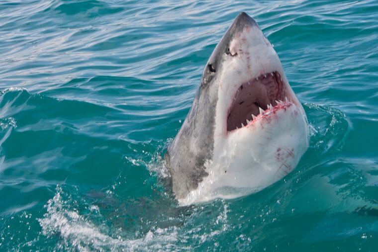 Sharks Have Survived Every Mass Extinction