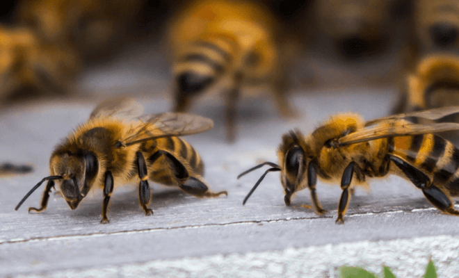 Fatos sobre o nosso mundo que nos fizeram coçar a cabeça