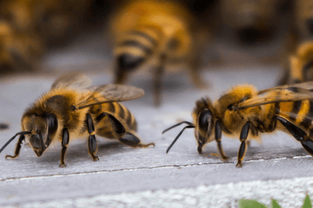 Des faits sur notre monde qui nous ont laissés perplexes