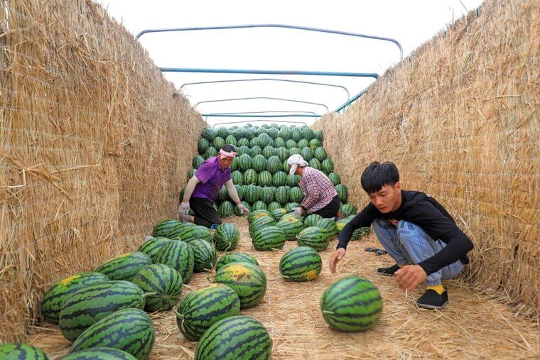 Watermelon Full of Pesticides