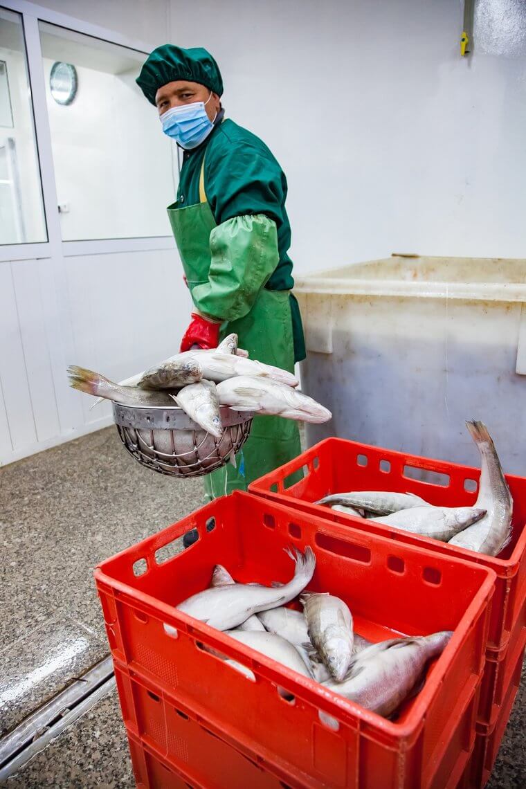 Frozen Fish Full of Toxins