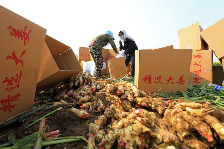 Ginger From China Has Extremely Hazardous Pesticides