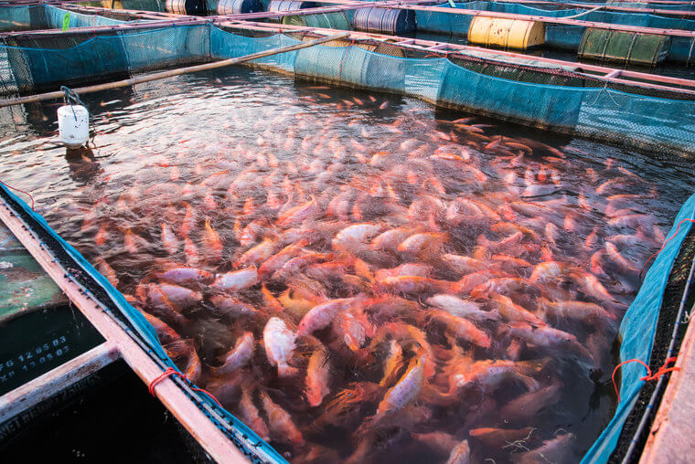 Tilapia That Soaks up All the Chemicals