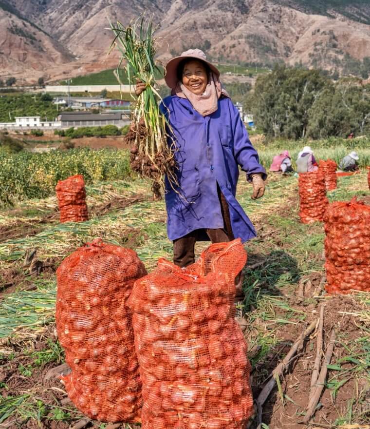 Garlic That Soaked up Pesticides