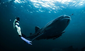 Number of Sharks Sightings Continues to Rise