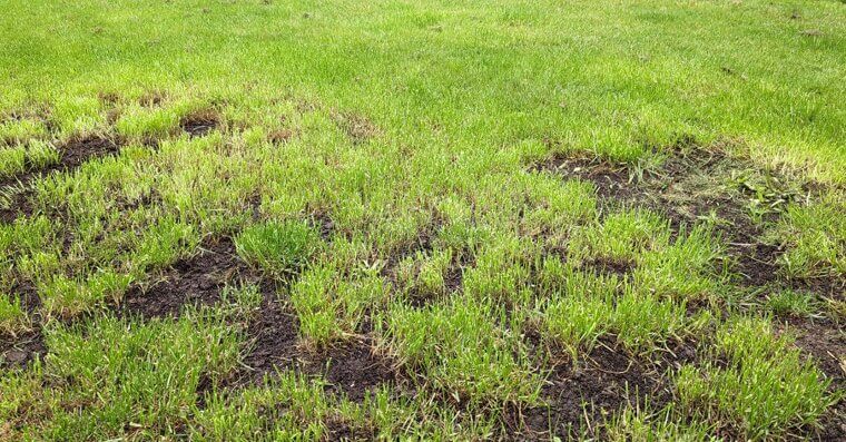 Minor Landscaping Issues