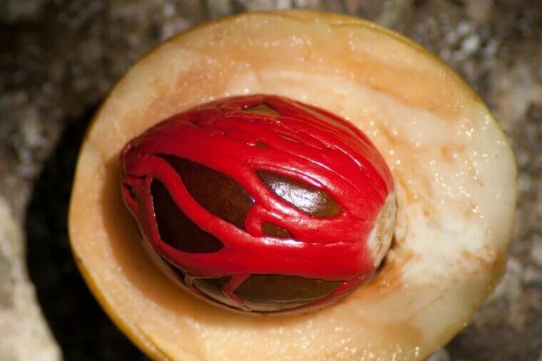 Nutmeg