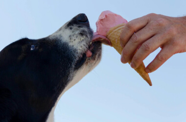 Foods People Think Are Pet-Safe But Actually Aren’t