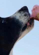 Foods People Think Are Pet-Safe But Actually Aren’t