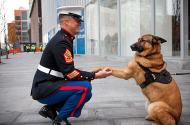 These Incredibly Heroic Dogs Saved Their Owner's Lives