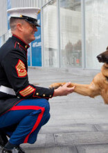 These Incredibly Heroic Dogs Saved Their Owner's Lives