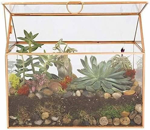 Stylish Glass Terrarium for Succulents and Air Plants - Now 20% Off! 