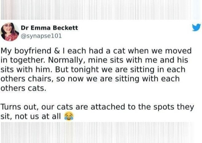 Cats Don't Care About Your Feelings