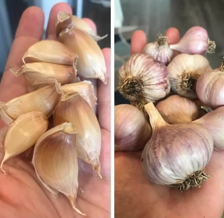 Garlic