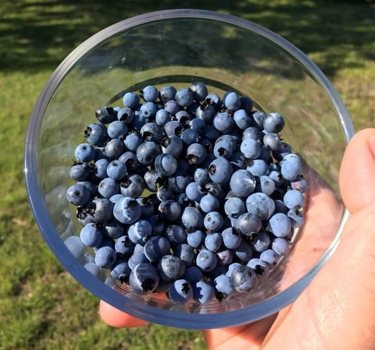Blueberries