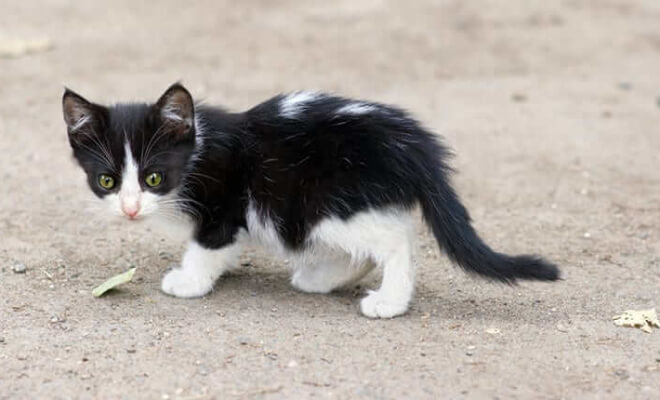 Step-By-Step Guide on What To Do When You Find a Stray Kitten