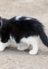 Step-By-Step Guide on What To Do When You Find a Stray Kitten