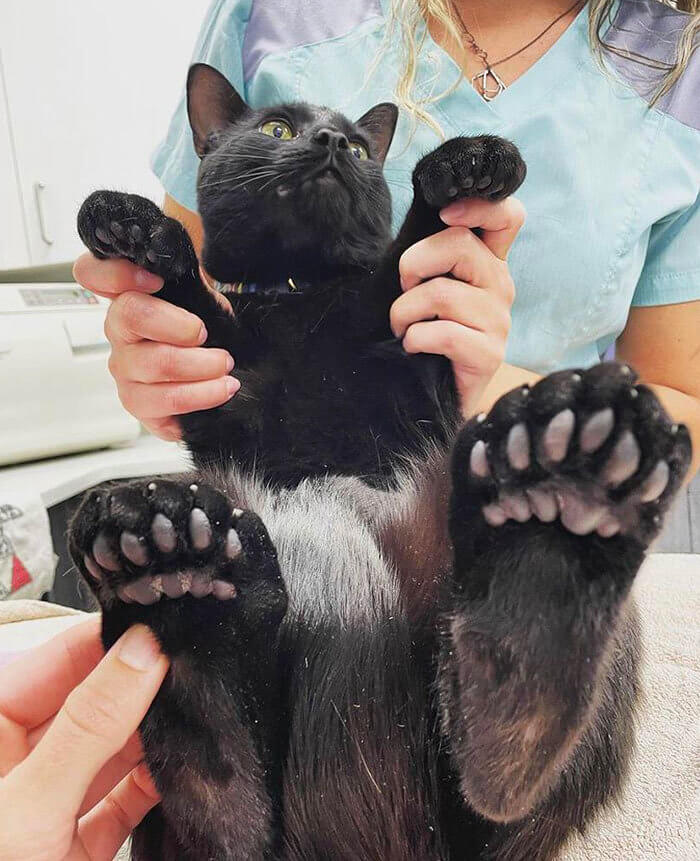 Extra Toes