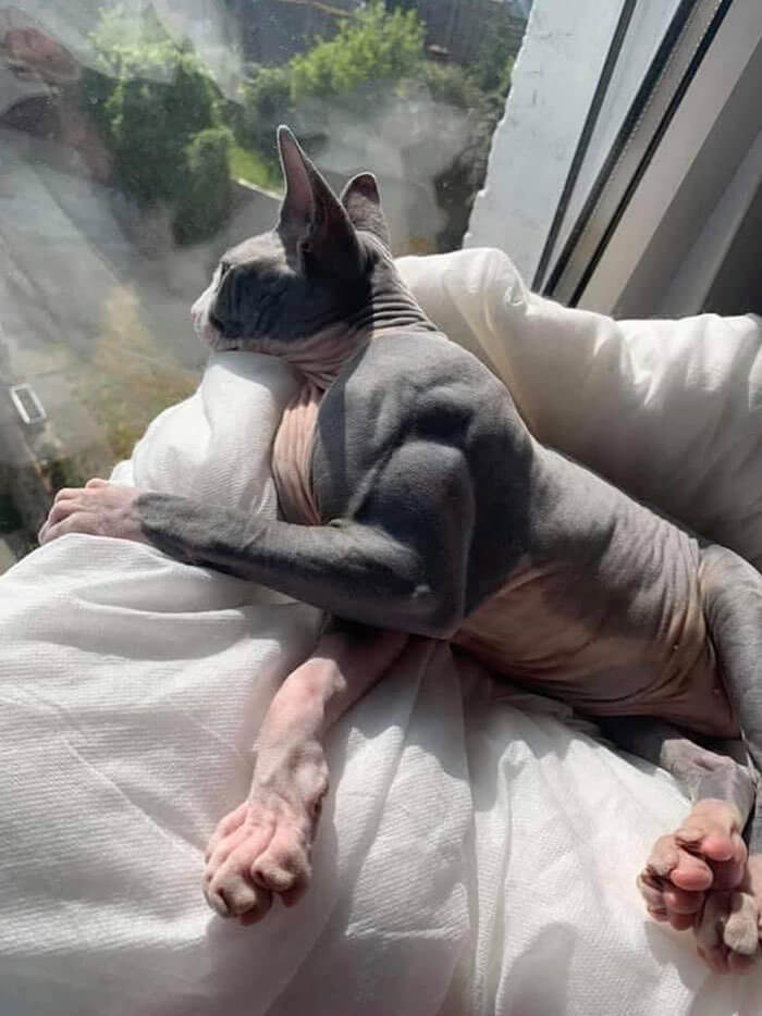 Muscular Cat
