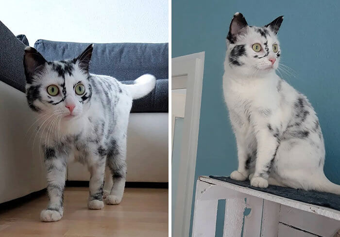 Cat Vitiligo