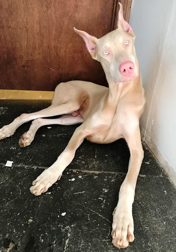 Albino Doberman