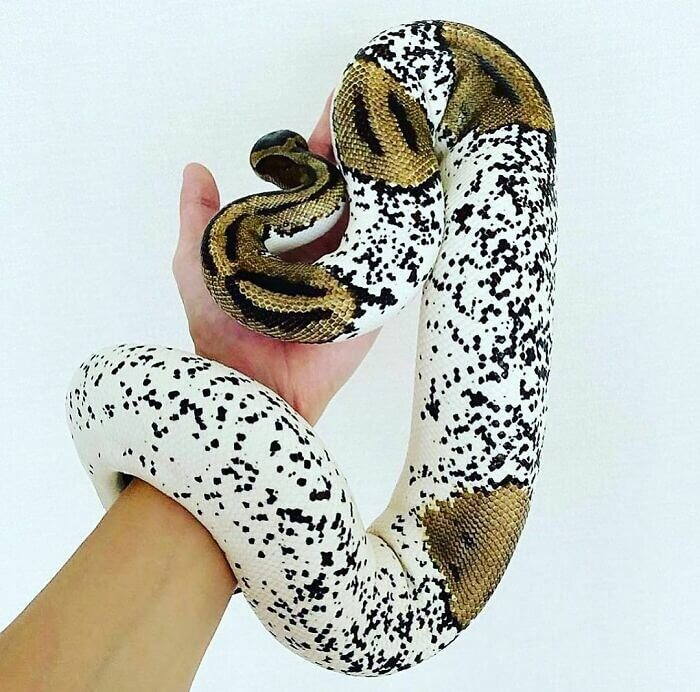 A Dalmatian Pied