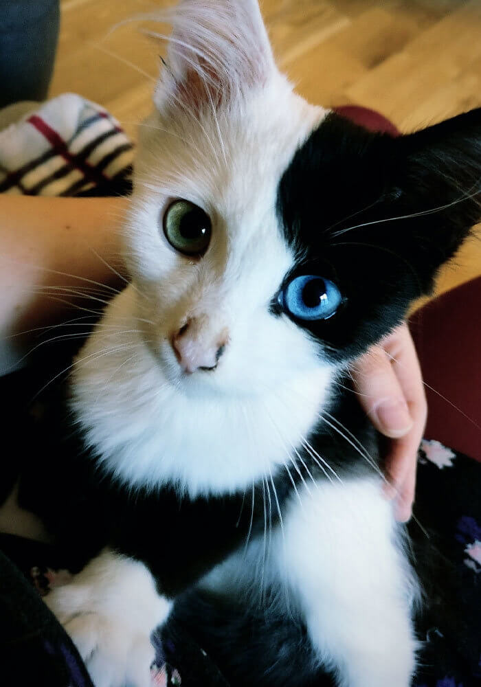 Heterochromia