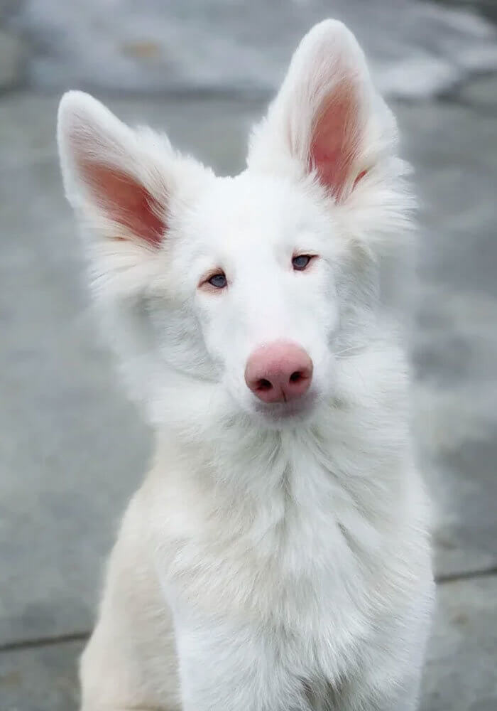 The Albino Dog