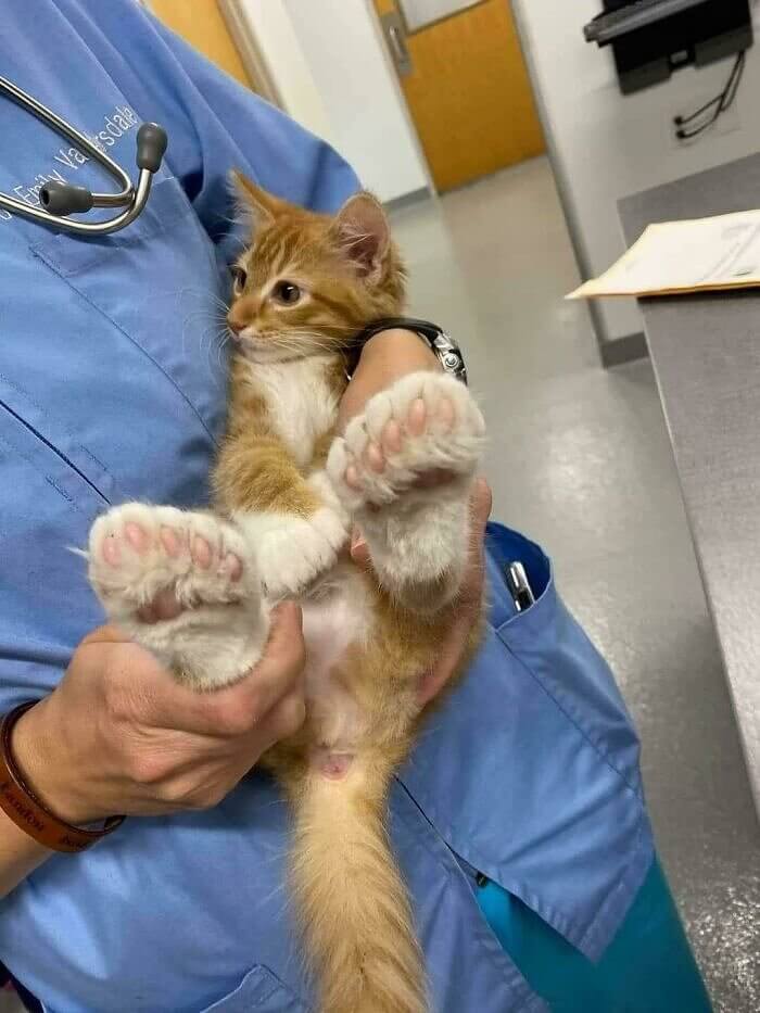 Kitten Toes