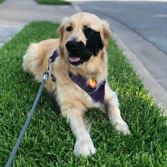 Golden Retriever With a Black Patch