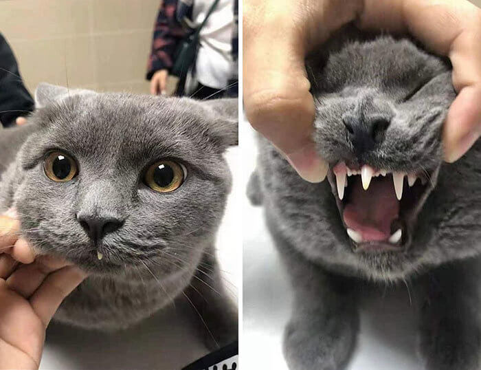 Cat Teeth